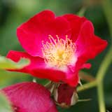 バラ エヴァ｜花の手帖の薔薇図鑑