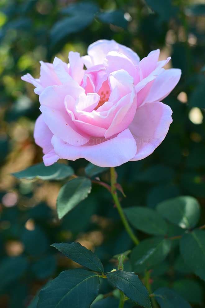 バラ エヴァ ドゥ グロソヴレ｜花の手帖の薔薇図鑑