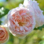 バラ エヴリン｜花の手帖の薔薇図鑑