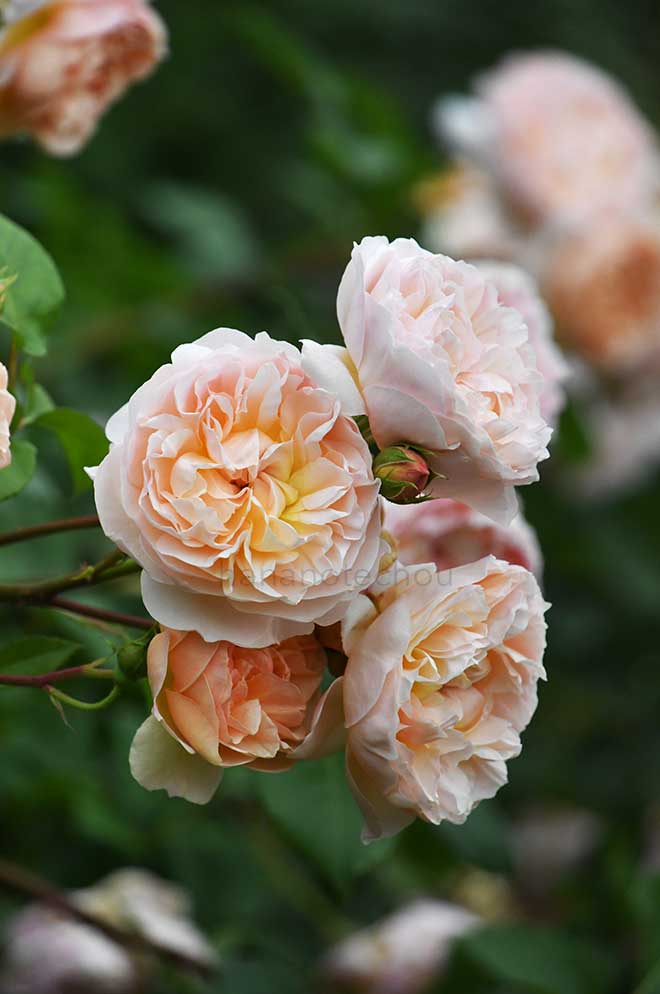 バラ エブリン｜花の手帖の薔薇図鑑