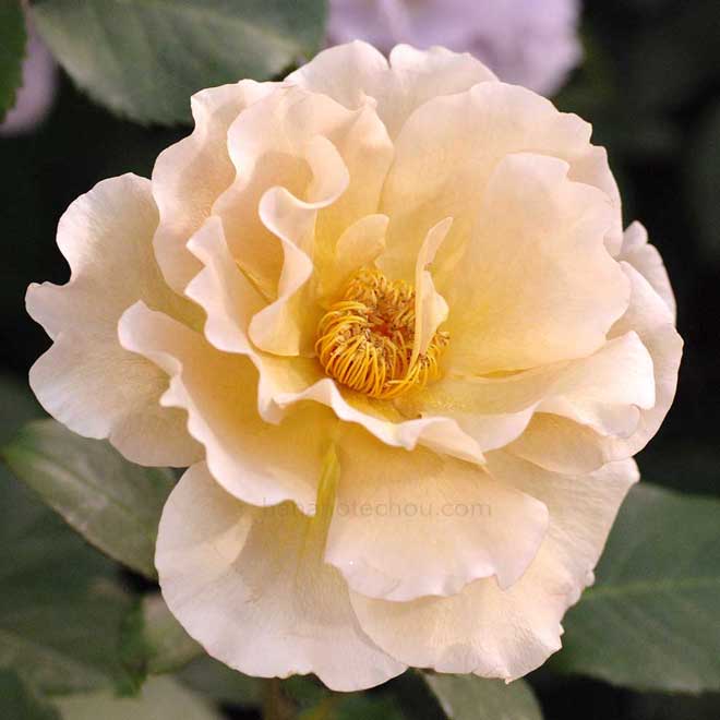 バラ エバンタイユ ドール｜花の手帖の薔薇図鑑