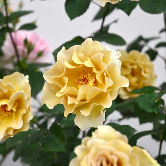 バラ エバンタイユ ドール｜花の手帖の薔薇図鑑