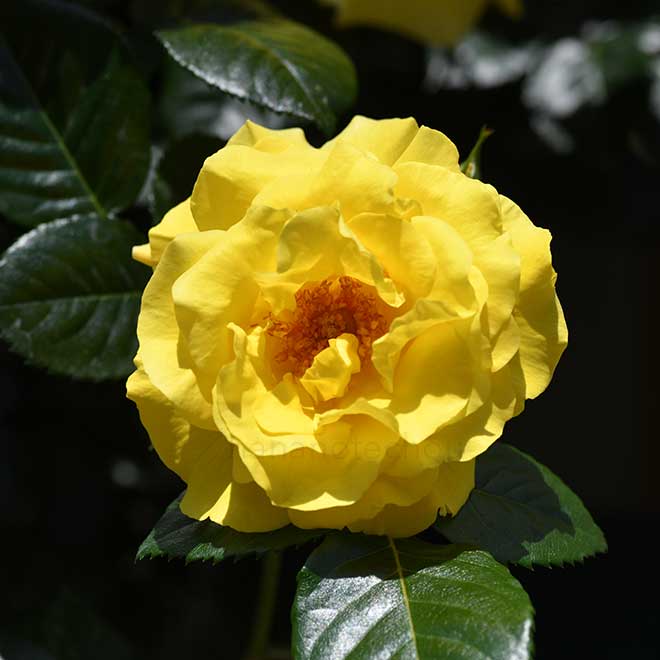 バラ エバーゴールド｜花の手帖の薔薇図鑑