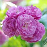 バラ ｜花の手帖の薔薇図鑑