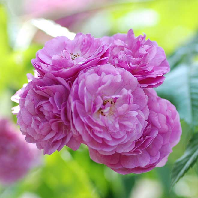 バラ エクセレンツ フォン シューベルト｜花の手帖の薔薇図鑑