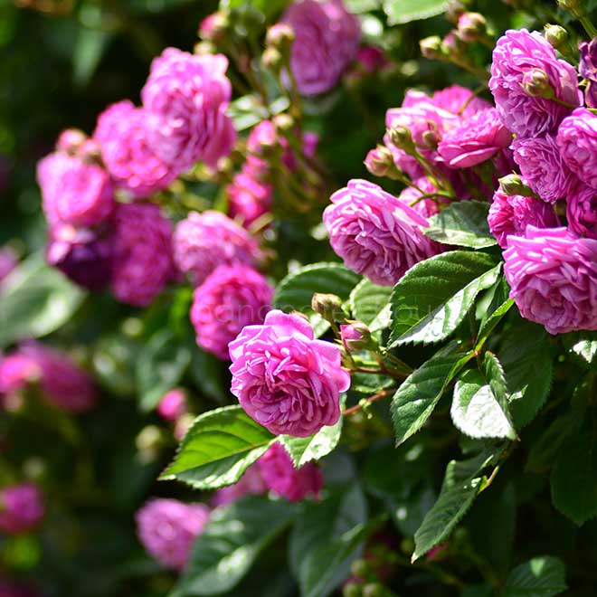 バラ エクセレンツ フォン シューベルト｜花の手帖の薔薇図鑑