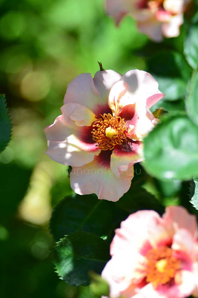 バラ アイコニック ピンク レモネード
｜花の手帖の薔薇図鑑