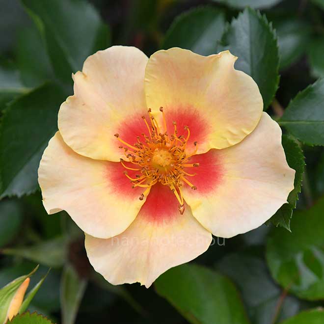 バラ アイ オブ ザ タイガー｜花の手帖の薔薇図鑑