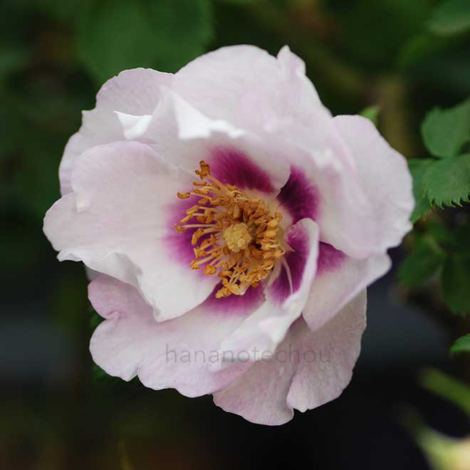 バラ アイズ フォー ユウ
｜花の手帖の薔薇図鑑