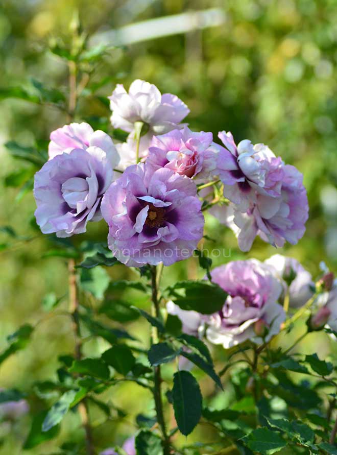 バラ アイズ フォー ユウ
｜花の手帖の薔薇図鑑