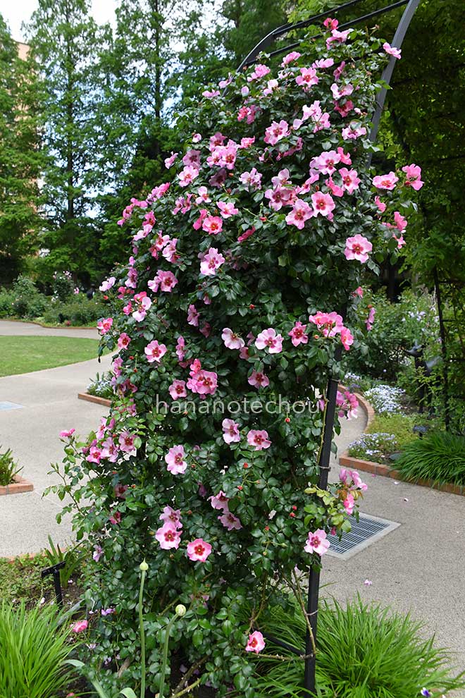 バラ アイズオンミー｜花の手帖の薔薇図鑑