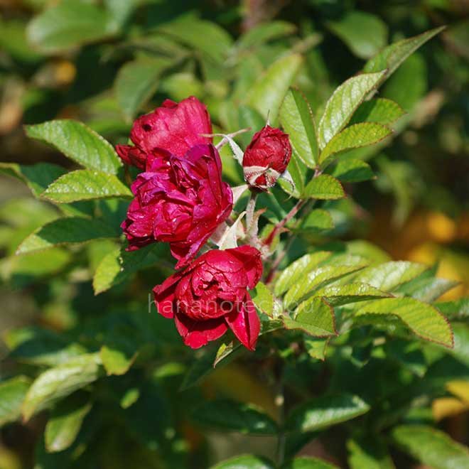 バラ F. J. グローテンドルスト｜花の手帖の薔薇図鑑