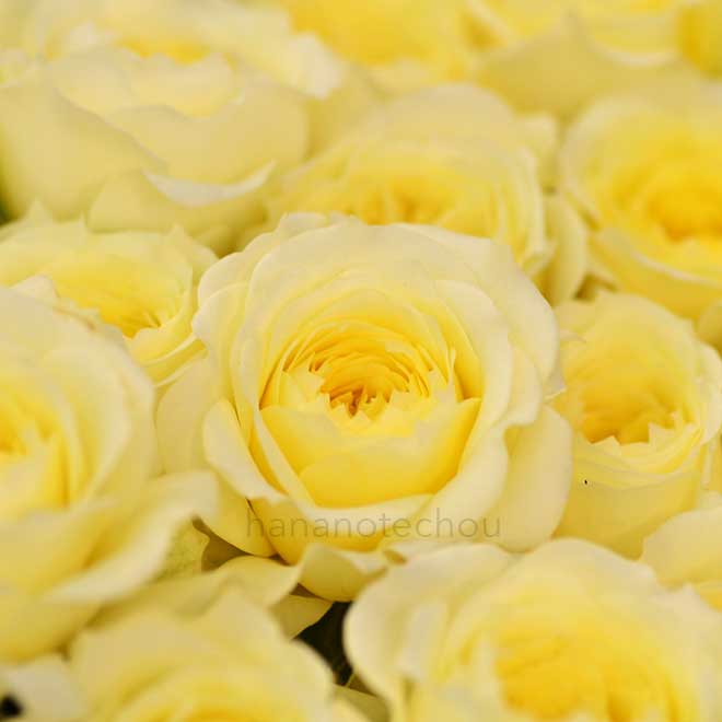 バラ アルモニ｜花の手帖の薔薇図鑑