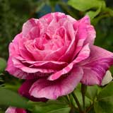 バラ アンリマチス｜花の手帖の薔薇図鑑