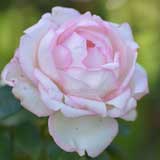 バラ ｜花の手帖の薔薇図鑑