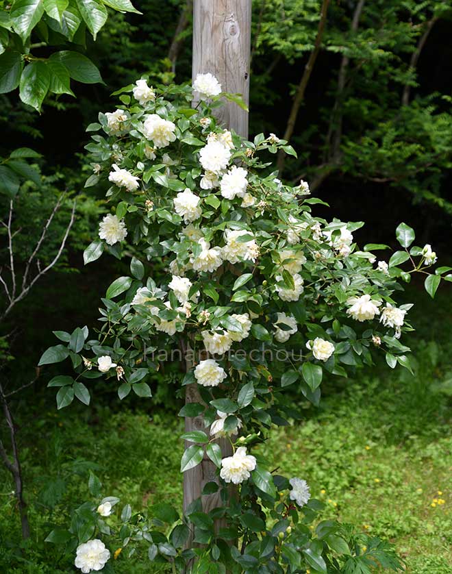 バラ イブリドデカステロ｜花の手帖の薔薇図鑑