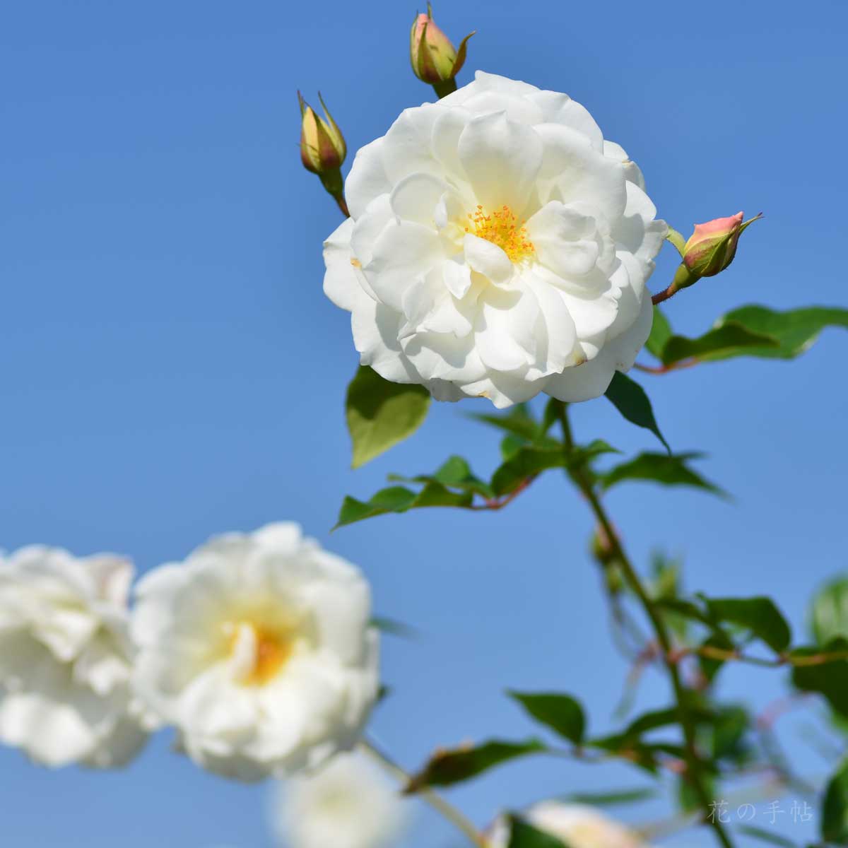 バラ アイスバーグ｜花の手帖の薔薇図鑑