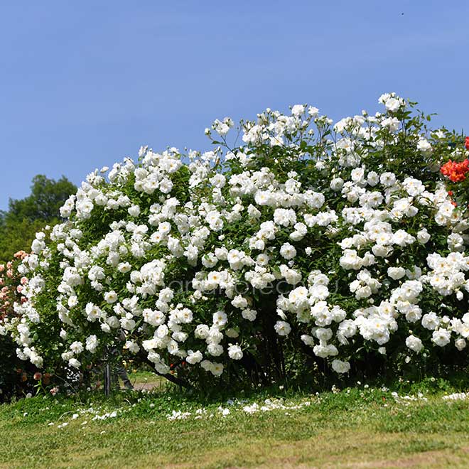 バラ アイスバーグ｜花の手帖の薔薇図鑑
