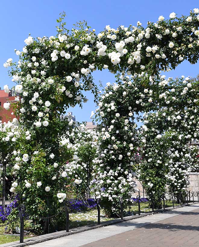 バラ つる アイスバーグ｜花の手帖の薔薇図鑑