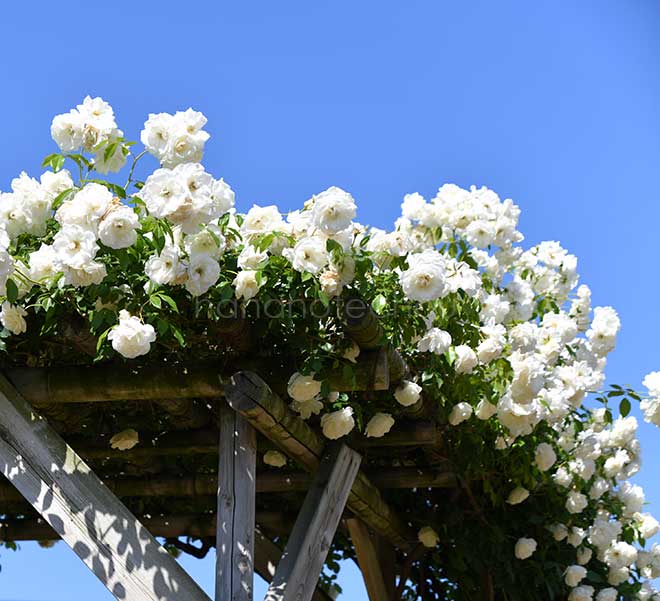 バラ つる アイスバーグ｜花の手帖の薔薇図鑑