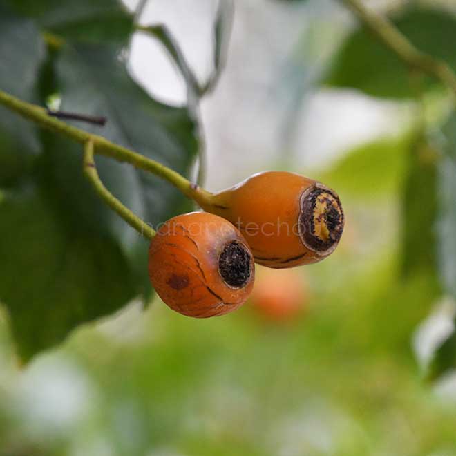 バラ つる アイスバーグ｜花の手帖の薔薇図鑑