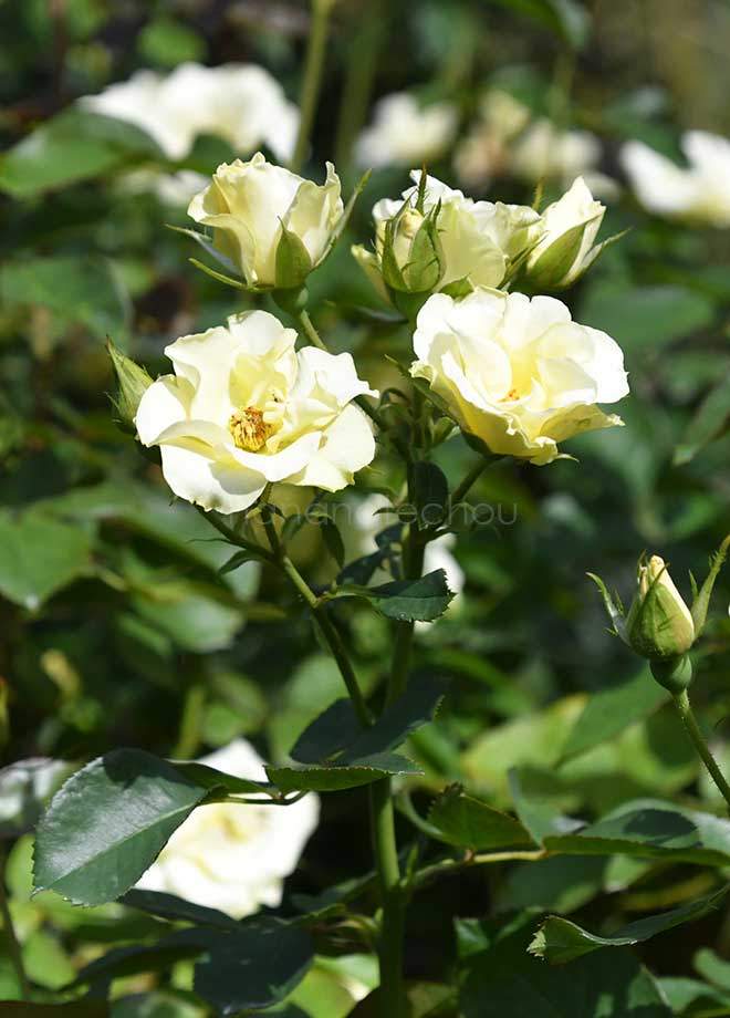 バラ 一葉｜花の手帖の薔薇図鑑