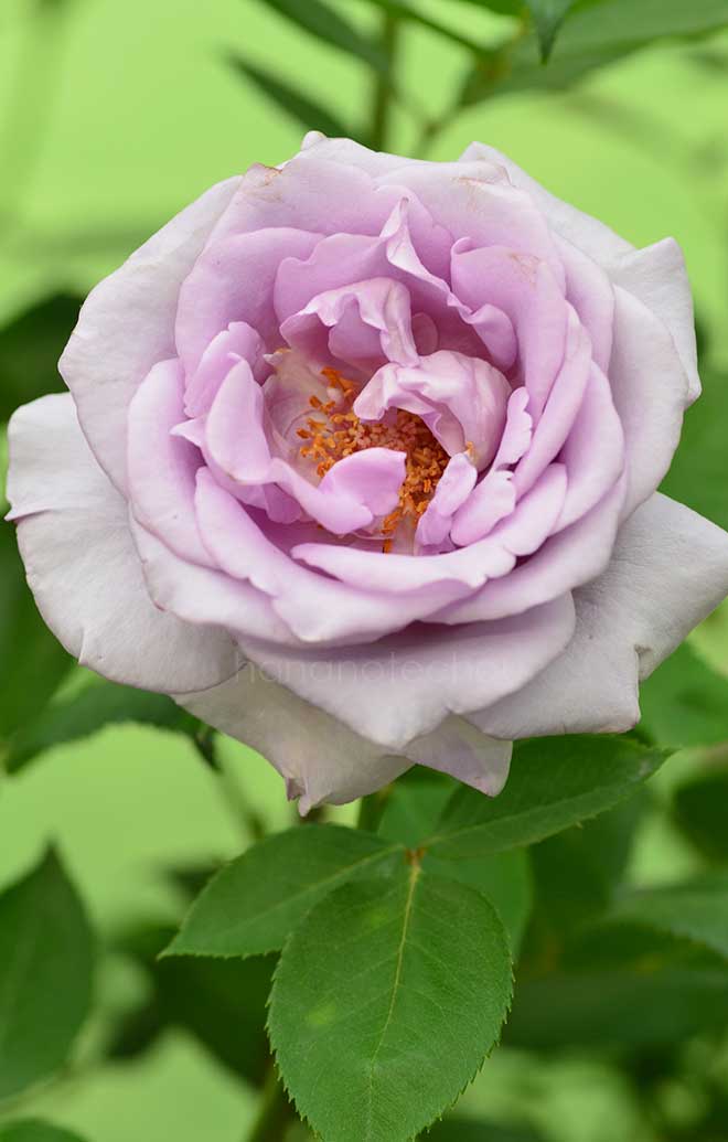 バラ 夜来香｜花の手帖の薔薇図鑑