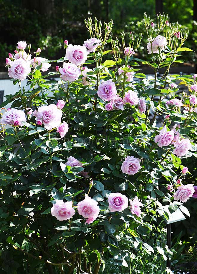 バラ 夜来香｜花の手帖の薔薇図鑑