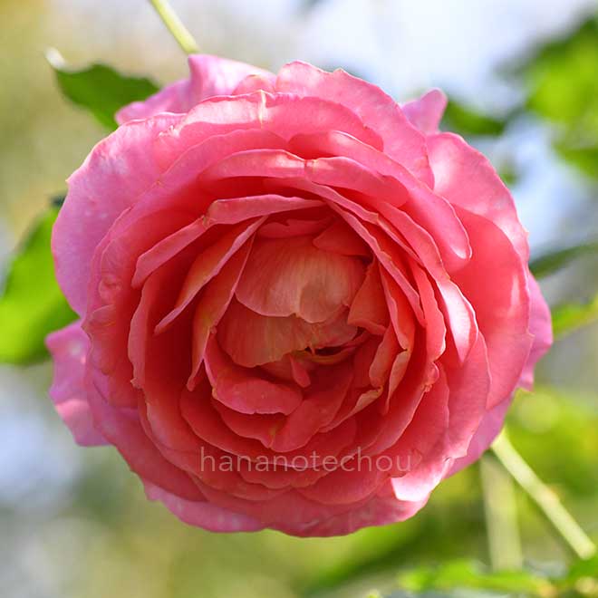 バラ イーハトーブの香｜花の手帖の薔薇図鑑