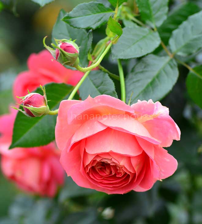 バラ イーハトーブの香｜花の手帖の薔薇図鑑