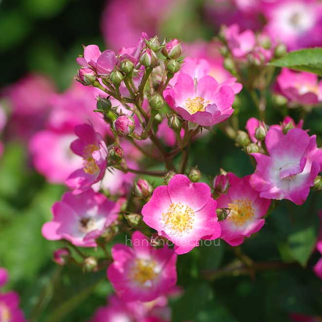 バラ イー バン フェン（一棒粉）｜花の手帖の薔薇図鑑