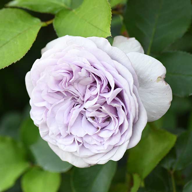 バラ イリアス｜花の手帖の薔薇図鑑