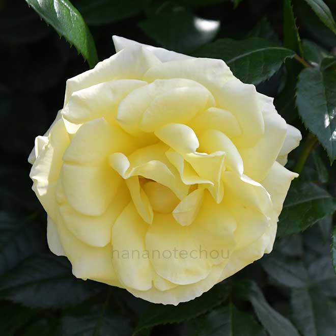 バラ イルミナーレ｜花の手帖の薔薇図鑑