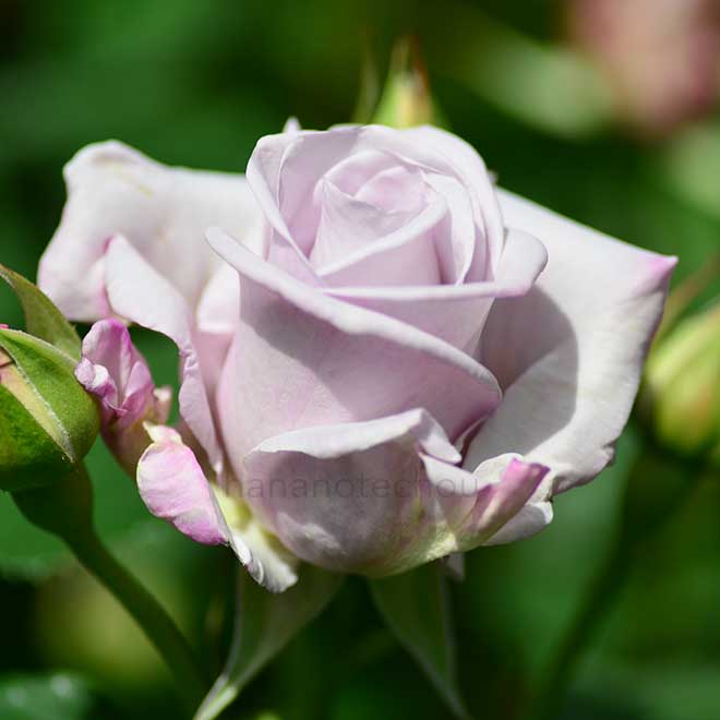 バラ イン ア センチメンタル ムード｜花の手帖の薔薇図鑑