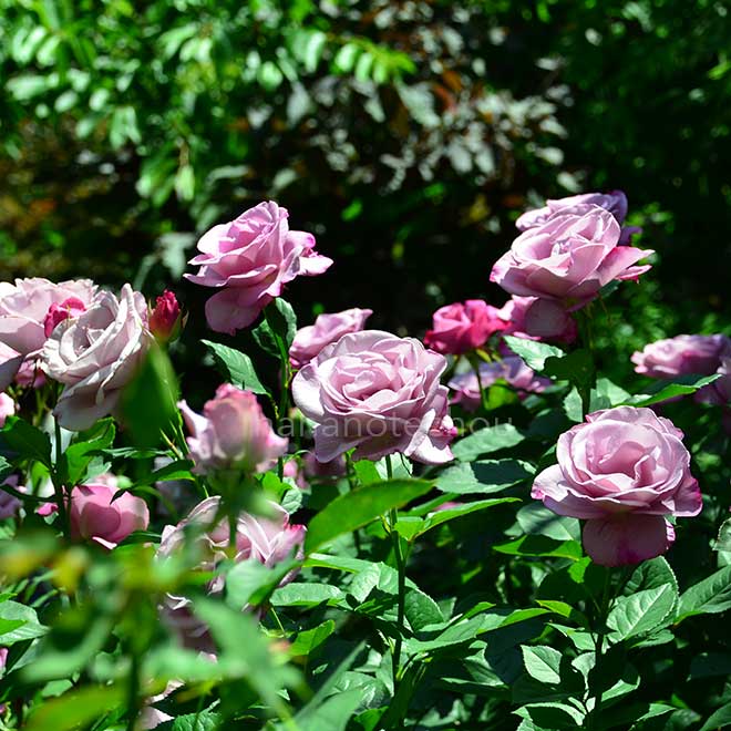 バラ イン ア センチメンタル ムード｜花の手帖の薔薇図鑑