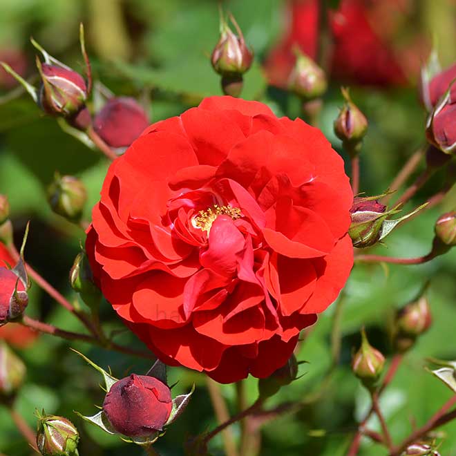 バラ イングリッド ウェイブル｜花の手帖の薔薇図鑑