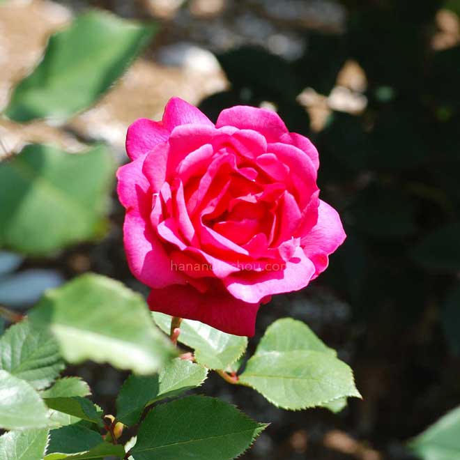 バラ インゼル マイナウ｜花の手帖の薔薇図鑑