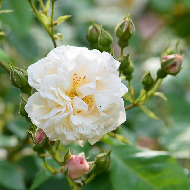 バラ インスペクトル ブルーム｜花の手帖の薔薇図鑑
