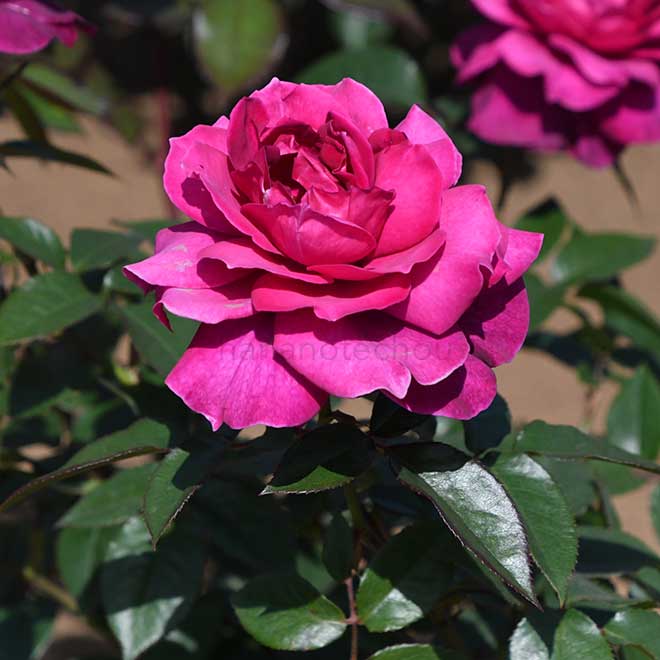 バラ イントリーグ｜花の手帖の薔薇図鑑