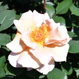 バラ アイリッシュクリーム｜花の手帖の薔薇図鑑