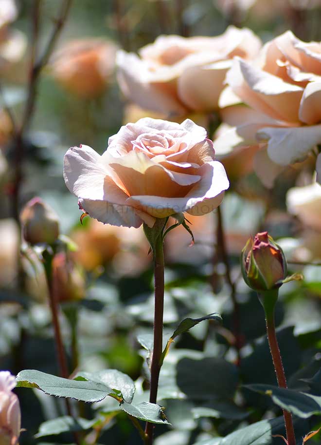 バラ アイリッシュ クリーム｜花の手帖の薔薇図鑑