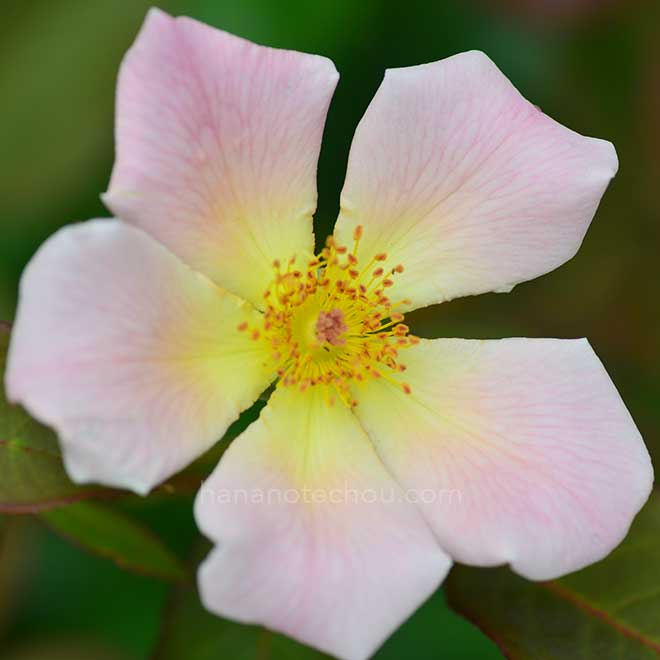 バラ アイリッシュ エレガンス｜花の手帖の薔薇図鑑