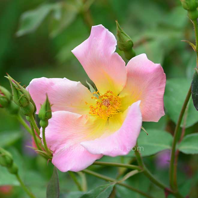 バラ アイリッシュ エレガンス｜花の手帖の薔薇図鑑