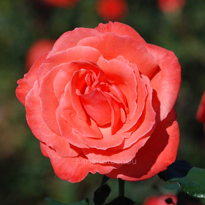 バラ アイリッシュ ミスト|花の手帖の薔薇図鑑