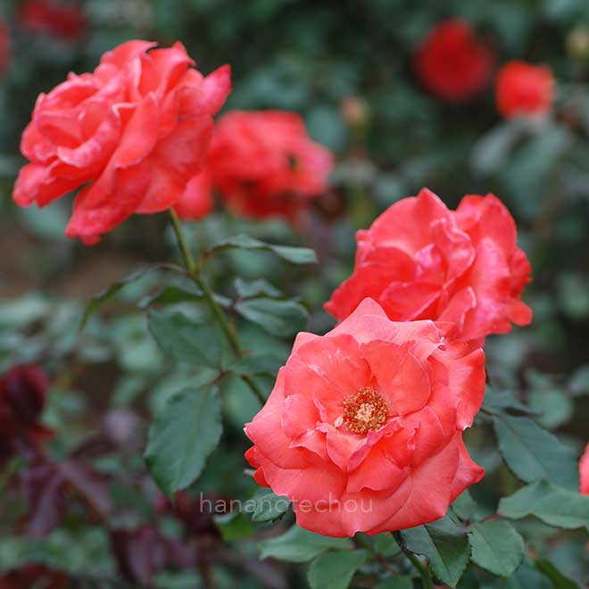 バラ アイリッシュ ミスト|花の手帖の薔薇図鑑