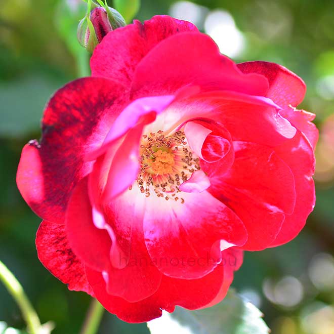 バラ いろは｜花の手帖の薔薇図鑑