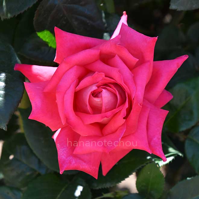 バラ イザベルデオルティツ｜花の手帖の薔薇図鑑