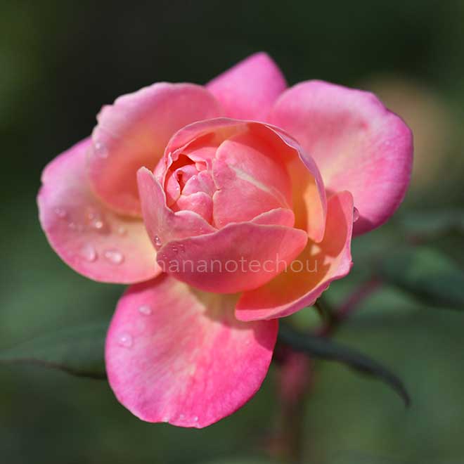 バラ イザベルナボナン｜花の手帖の薔薇図鑑