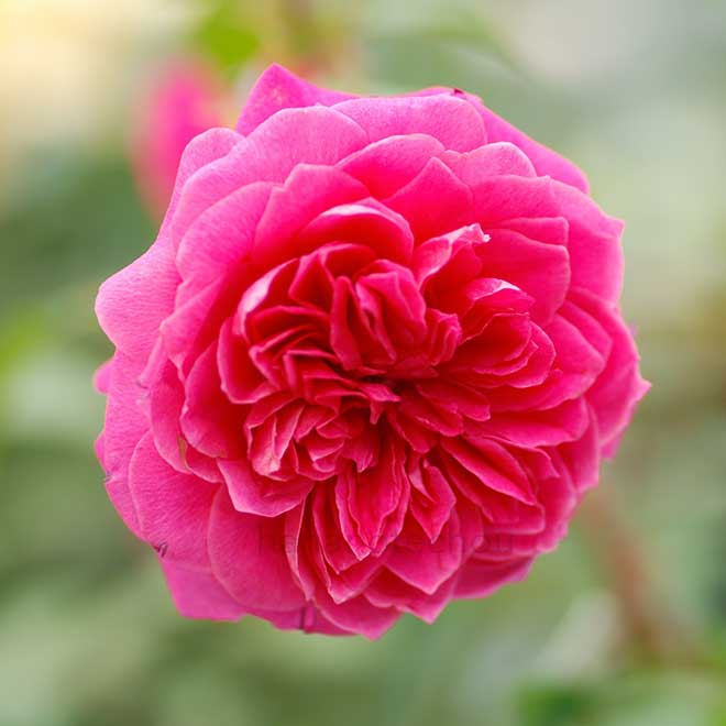 バラ アイバーズ ローズ｜花の手帖の薔薇図鑑