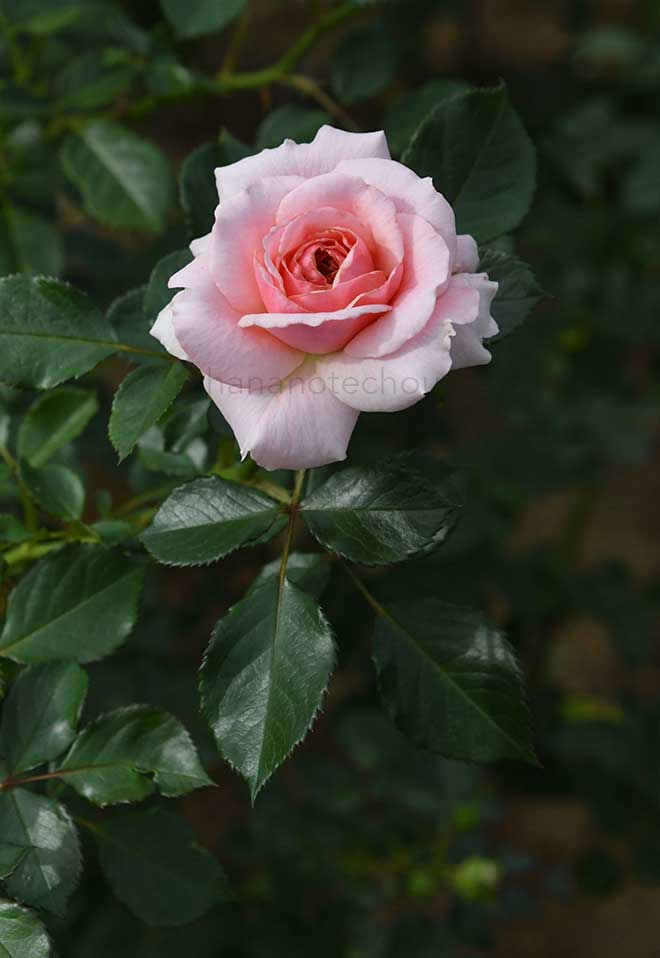 バラ いわての春|花の手帖の薔薇図鑑